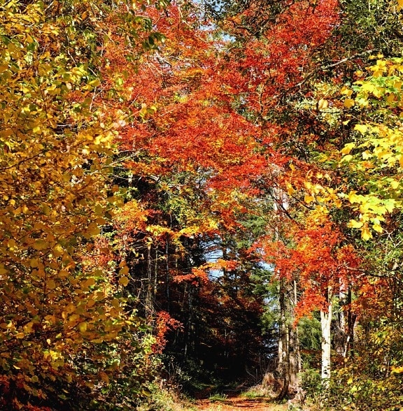 hoja, naturaleza, camino forestal, árboles, paisaje, madera, rama, otoño