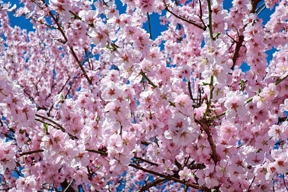 kirsikka kukka haara, puu, flora, terälehti, Puutarha, luonto