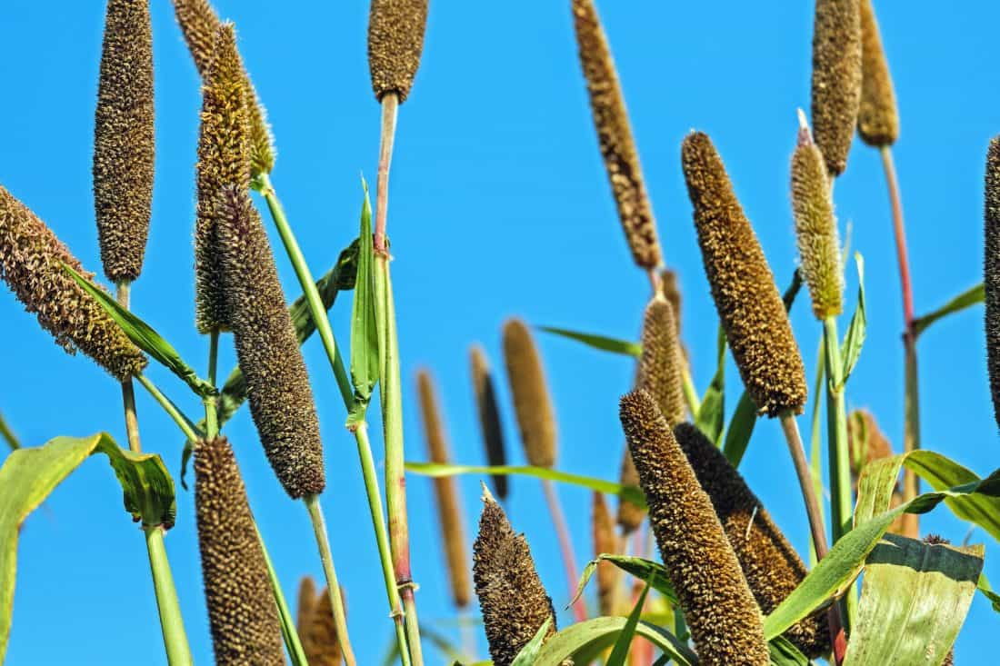 Reed χόρτο, φύση, φύλλο, βότανο, μπλε του ουρανού, βλάστηση, φυλλώματα, σπόρων προς σπορά