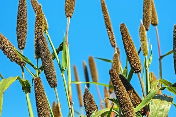 Reed fű, természet, levél, gyógynövény, kék ég, növényzet, lombozat, vetőmag