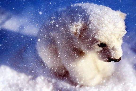 눈, 겨울, 추위, 서 리, 눈송이, 백 곰, 동물, 모피