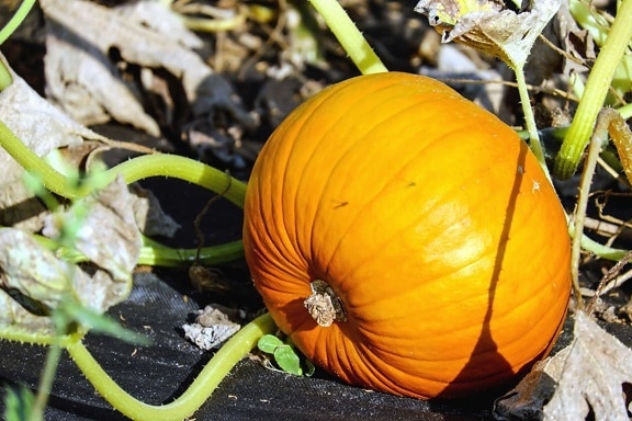 leaf, pumpkin, nature, flora, vegetable, autumn, farm