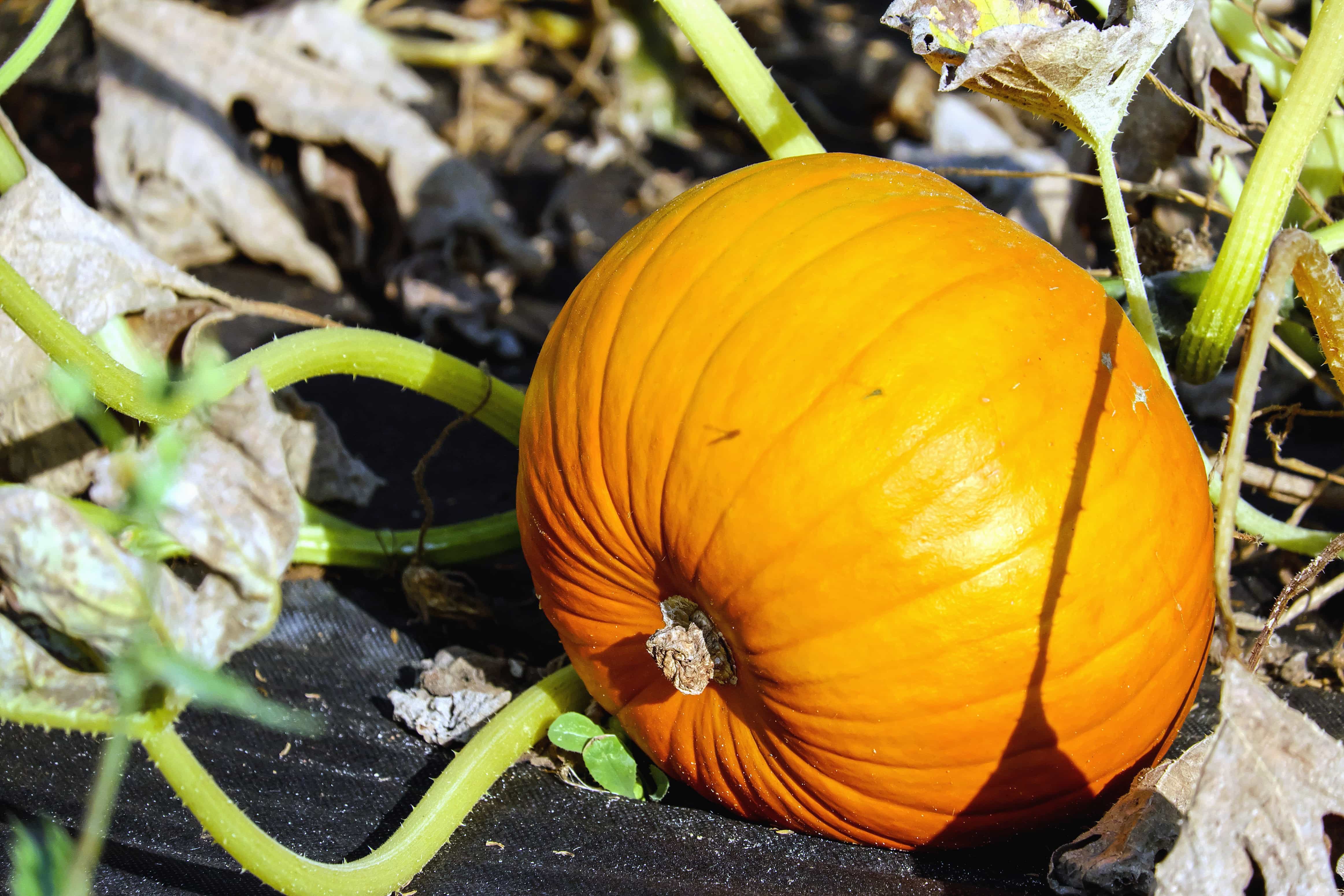 Free picture: leaf, pumpkin, nature, flora, vegetable, autumn, farm