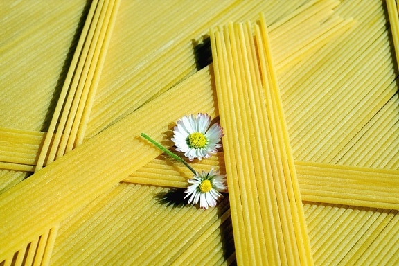 blomma, mat, gul, stilleben, spaghetti, dekoration