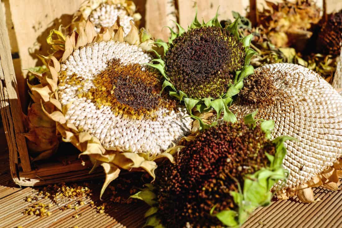 sunflower, plant, agroculture, food, flower, grain