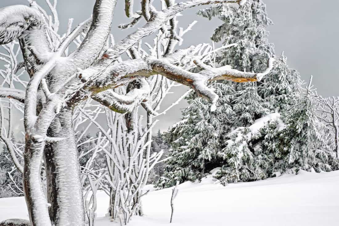 zima, mráz, sneh, mrazené, zima, ľad, rastlina, strom, drevo, pobočka