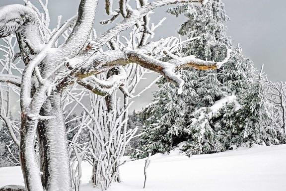 winter, vorst, sneeuw, bevroren, koud, ijs, plant, boom, hout, tak