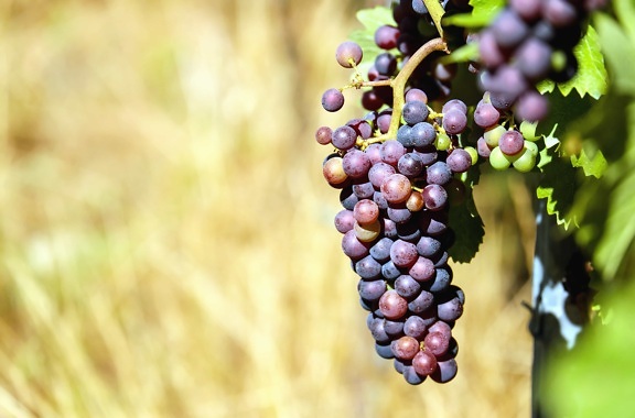 Природа, фрукты, органические, виноград, виноградник, сельское хозяйство, питание