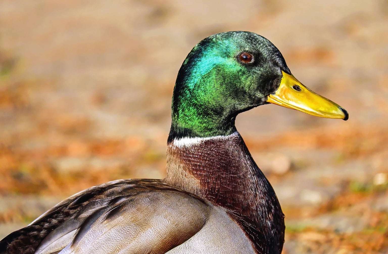 Free Picture Bird Beak Nature Duck Wildlife Feather Drake Waterfowl