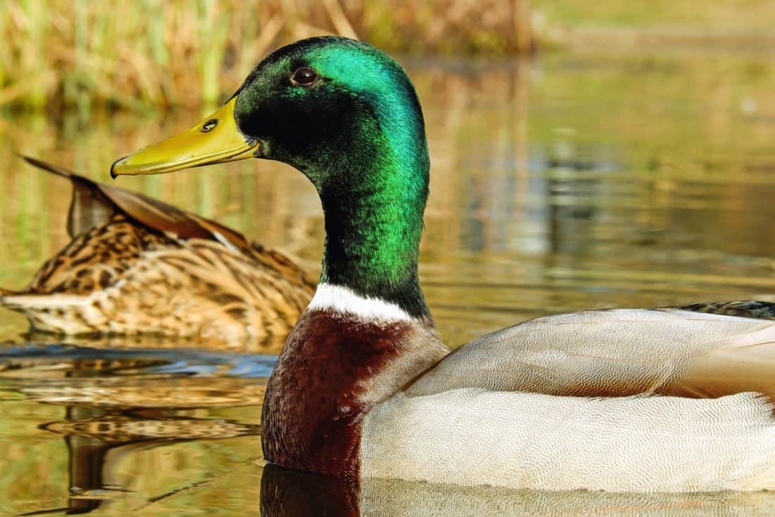 feather, wildlife, bird, lake, nature, ornitology, poultry, duck, waterfowl