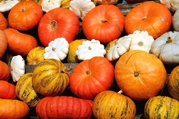 pumpkin, vegetable, gourd, autumn, farm, agriculture