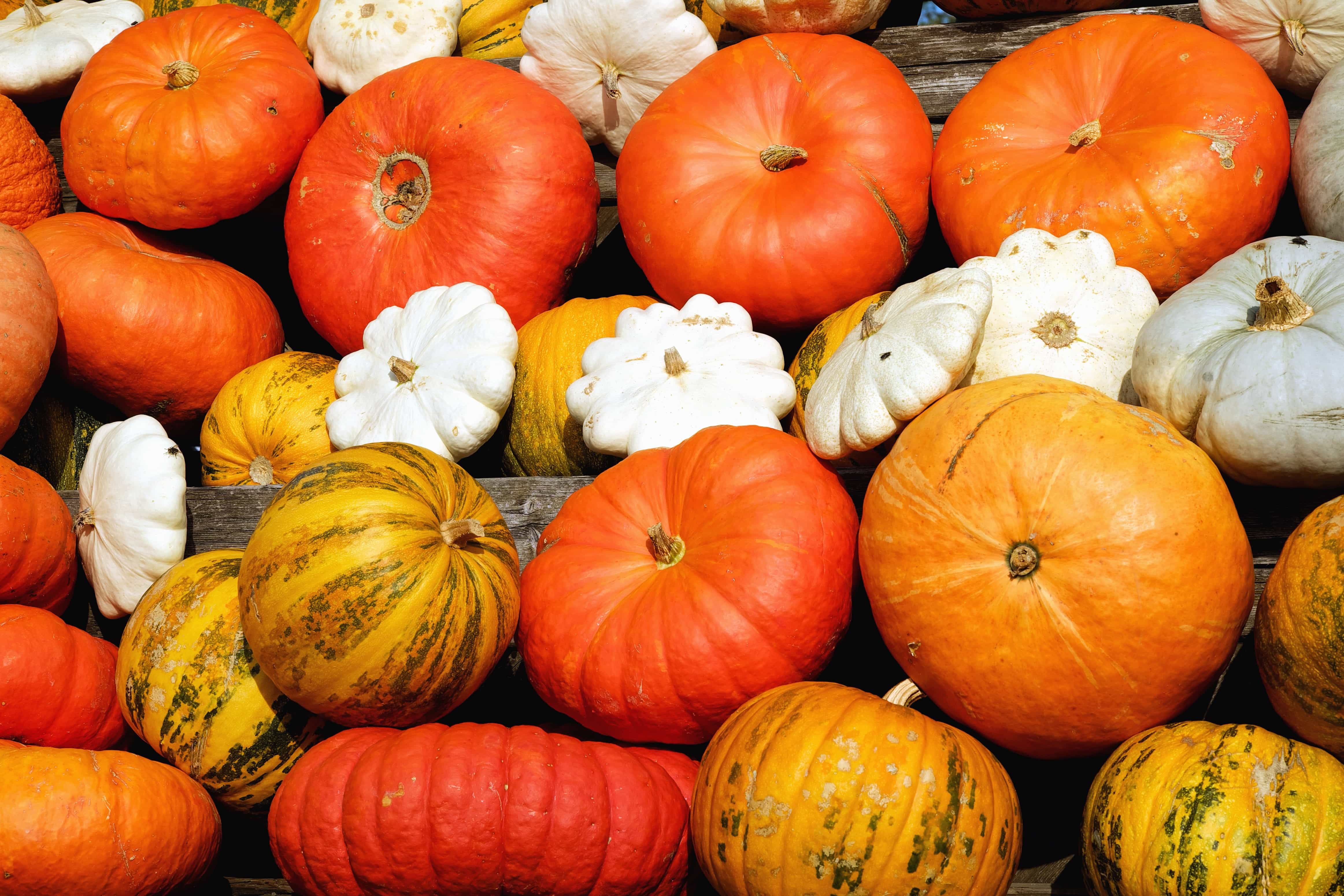 Free picture: pumpkin, vegetable, gourd, autumn, farm, agriculture