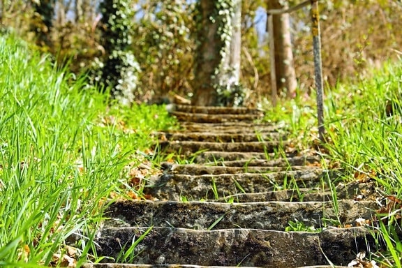 grass, leaf, wood, flora, nature, tree, road, stairs, forest, landscape