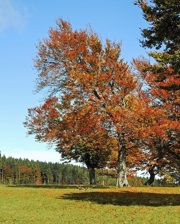 kayu, lanskap, daun pohon, pedesaan, alam, pedesaan, musim gugur