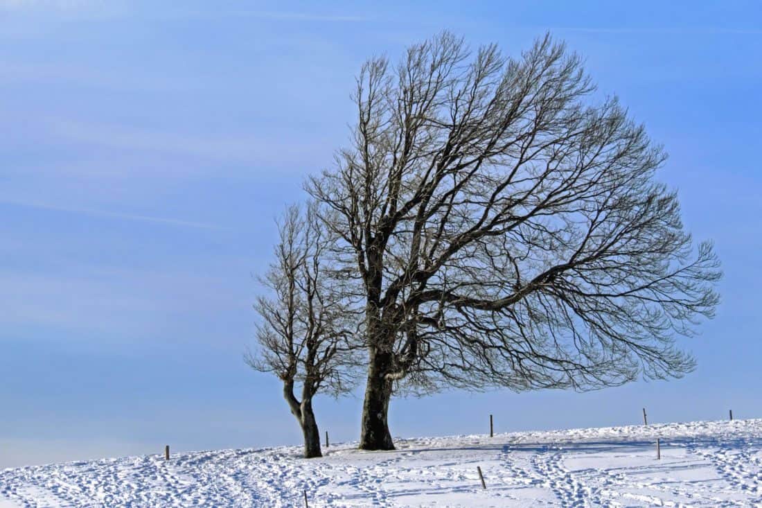 풍경, 냉동, 겨울, 추운, 나무, 서 리, 자연, 눈