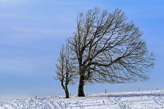landschap, bevroren, winter, koud, boom, vorst, natuur, sneeuw