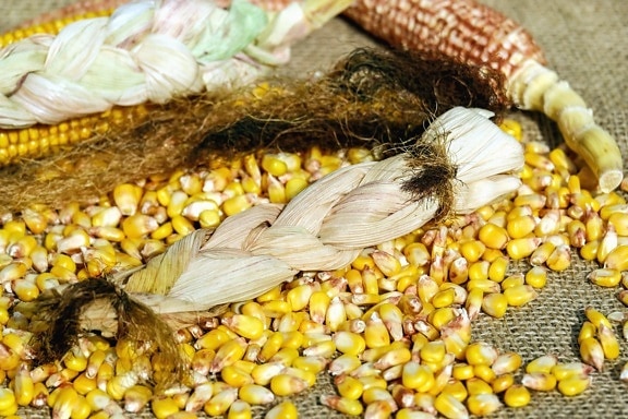 food, cereal, corn, kernel, grain, seed, agriculture