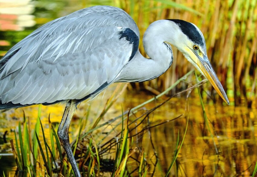 Free picture: wildlife, feather, swamp, heron, animal, beak, nature, bird