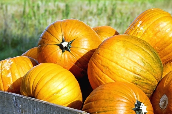 pumpkin, vegetable, agriculture, autumn, farm, food