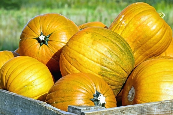 pumpkin, vegetable, autumn, food, gourd, nature, plant
