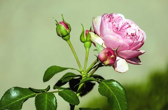 цветок, флора, листья, природа, цветок, розовый, Лепесток, Сад