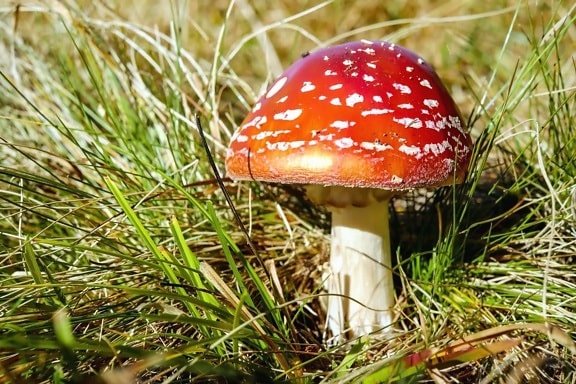 fungus, mushroom, grass, nature, wild, grass