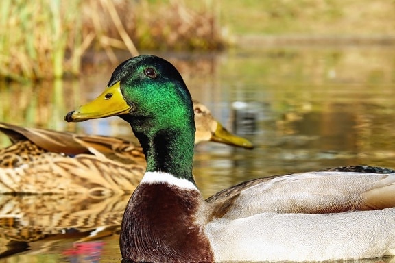 птици, птица, зеленоглава патица, дива природа, патица, водоплаващи, природа