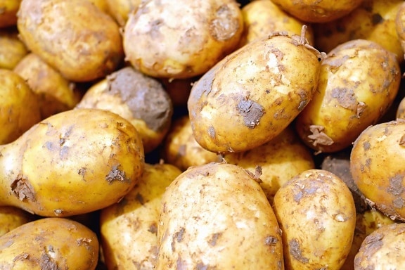potato, nutrition, food, fruit, organic