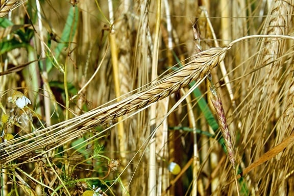 поле, слама, ферма, зърнени храни, земеделие, пшеница, семена, лято