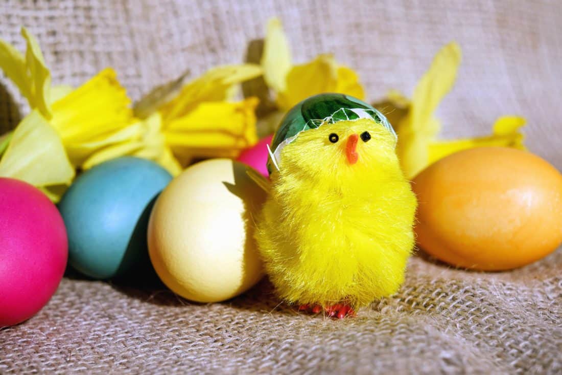 ägg, dekoration, färg, kyckling, påsk