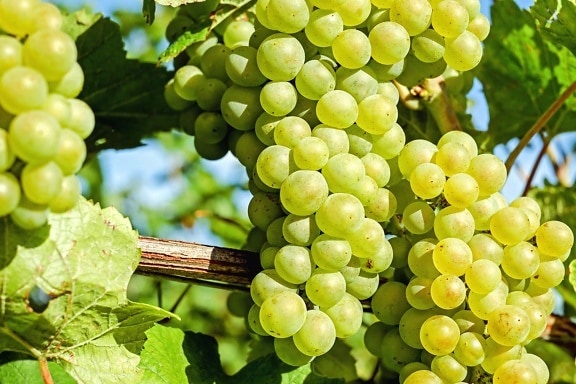 ovocia, hrozna, poľnohospodárstva, vinice, klastra, grapevine, vinohradníctvo