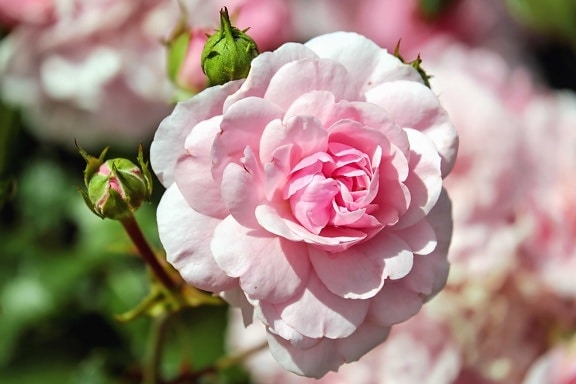 Rose, lá, thiên nhiên, Hoa, cánh hoa, thực vật, màu hồng, vườn thực vật