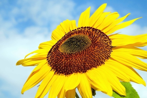 nature, summer, sunflower, flower, field, plant, petal, agriculture