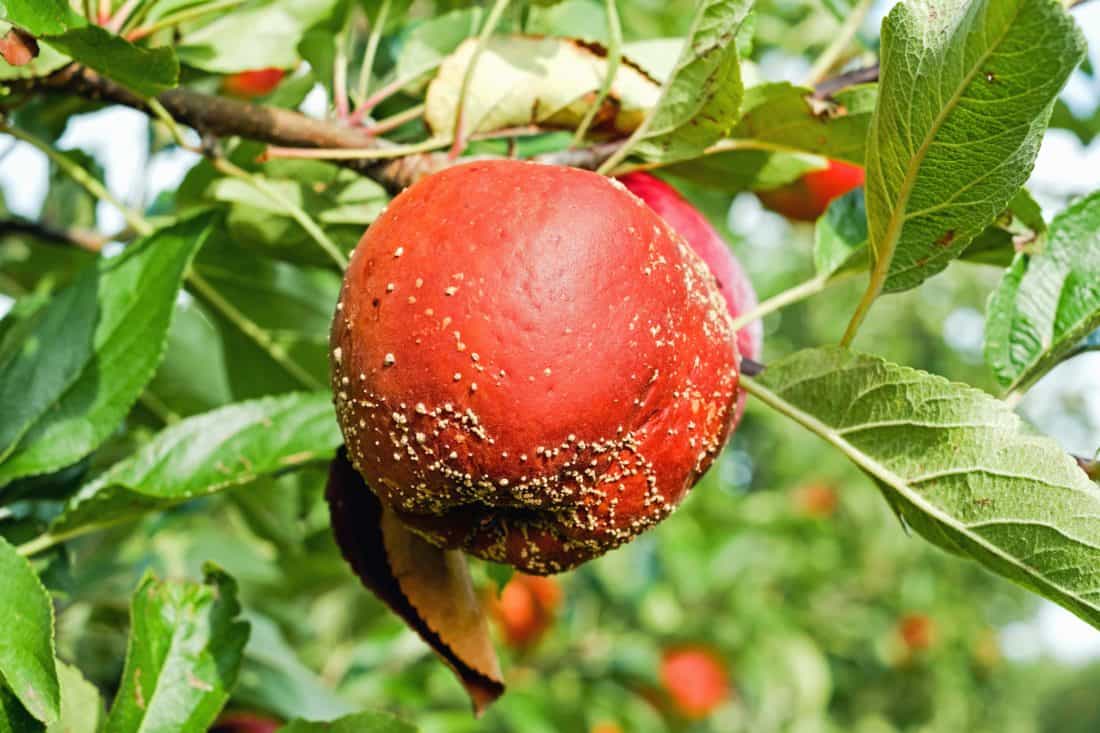 ใบ ธรรมชาติ อาหาร ผลไม้ แอปเปิ้ล อร่อย วิตามิน หวาน