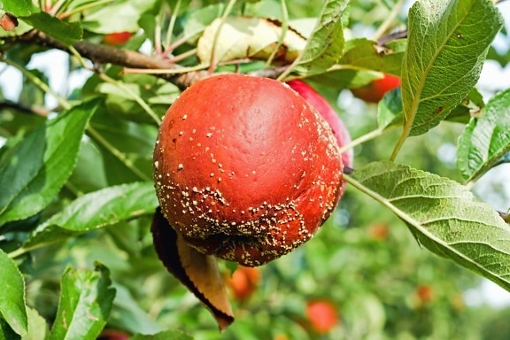 листя фруктів природи, продовольство, apple, смачні, вітамін, солодкий