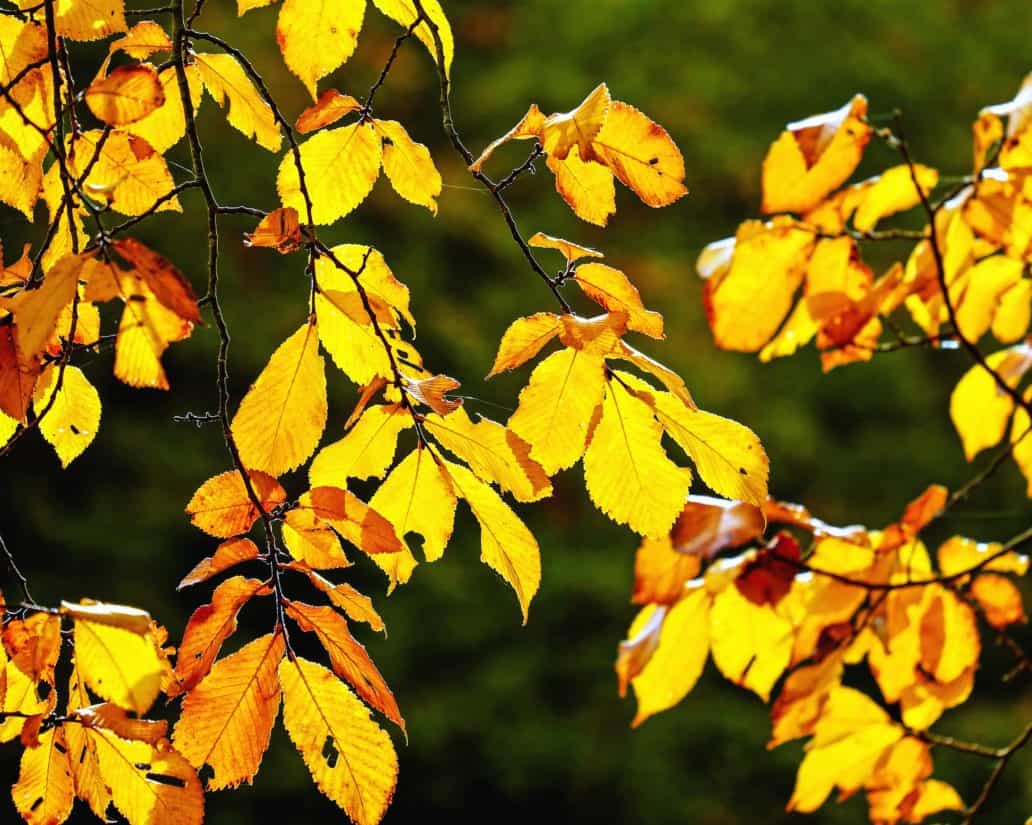 листя характер дерево, восени, листя, завод, ліс, листя