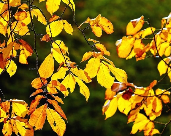 leaf, nature, tree, autumn, leaves, plant, forest, foliage
