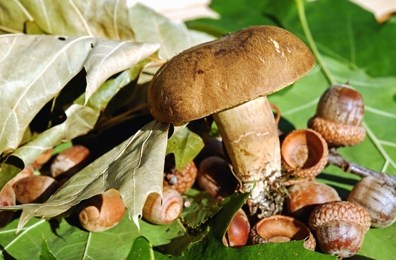 wood, food, nature, fungus, flora, mushroom, leaf, organism