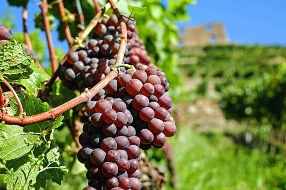 nature, grape, agriculture, food, fruit, vineyard, grapevine