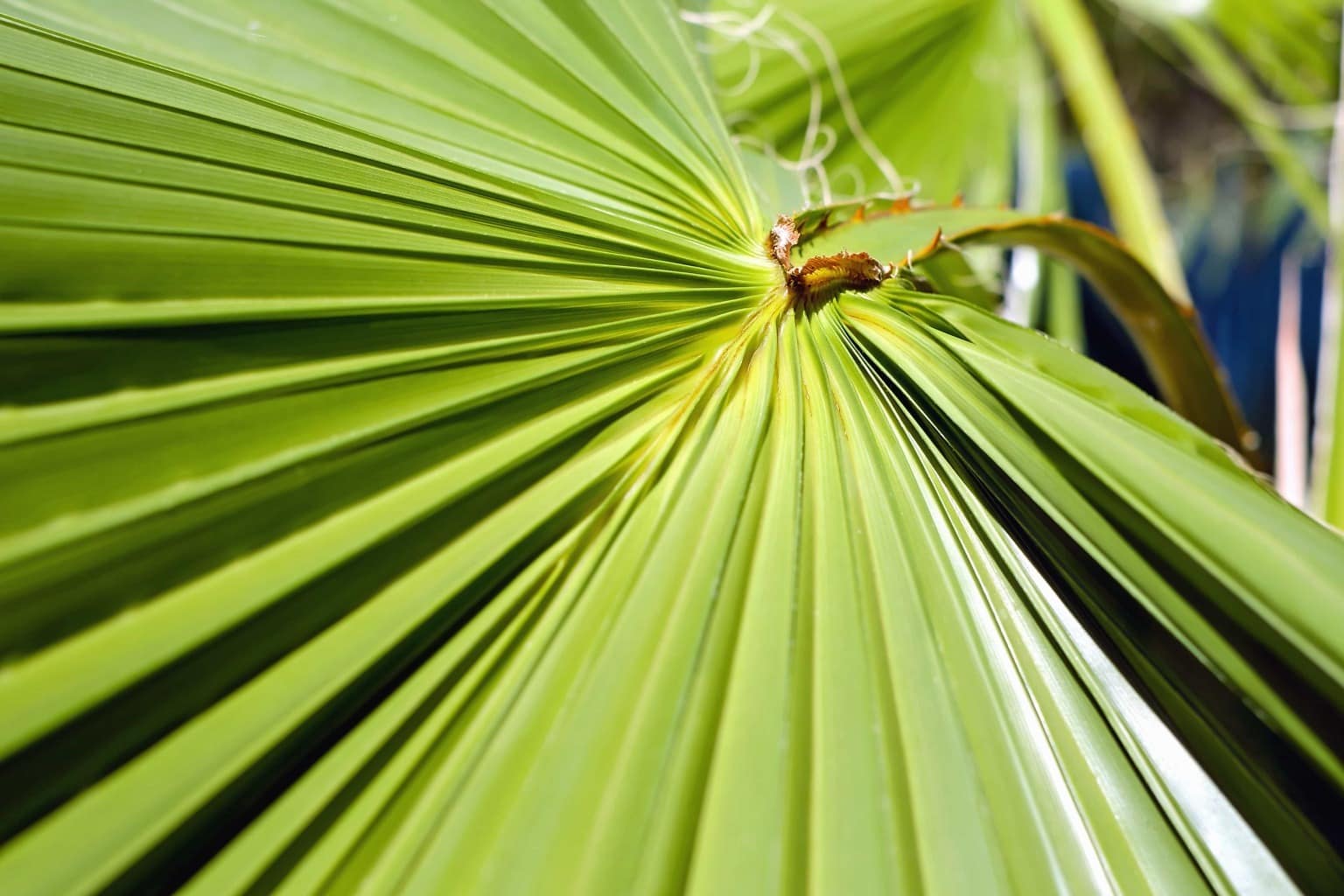 Листья пальмы фото