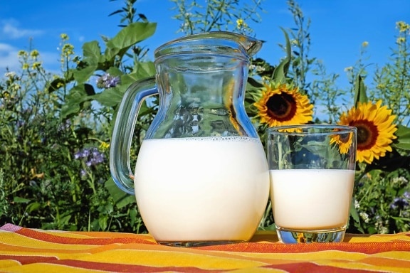 milk, glass, still life, sunflower, flower, leaf, organic, sky