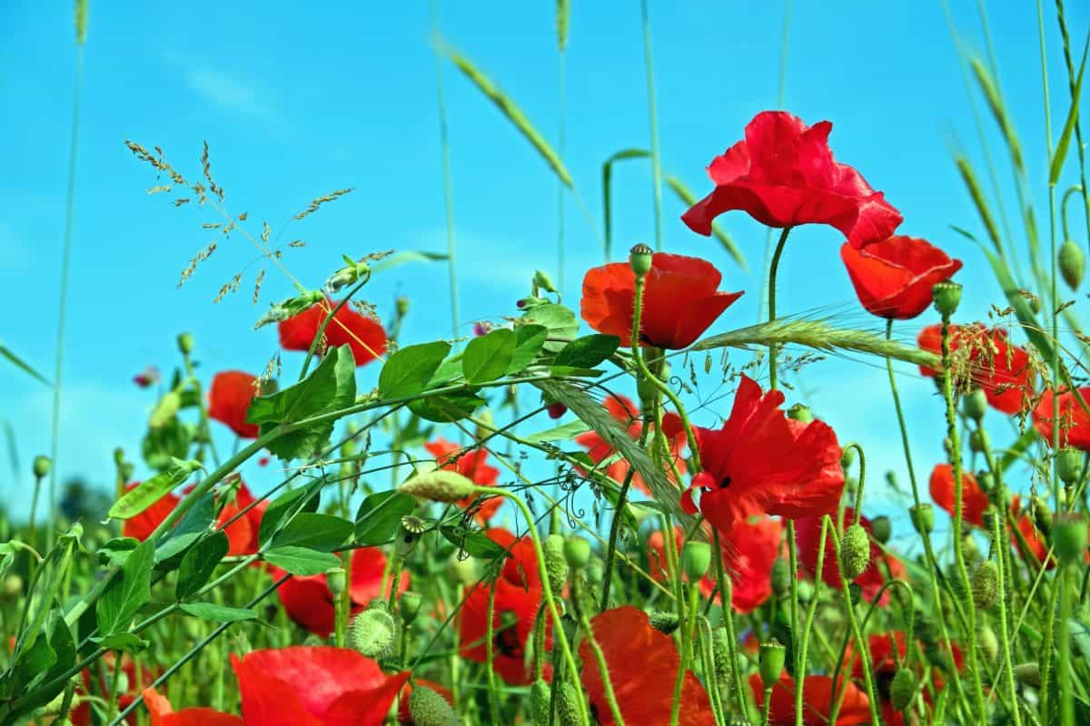 la amapola de opio, verano, hoja, flor, jardín, campo, flora, naturaleza