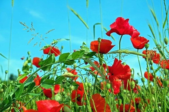Opium-Valmue, sommer, blad, blomst, haven, felt, flora, natur