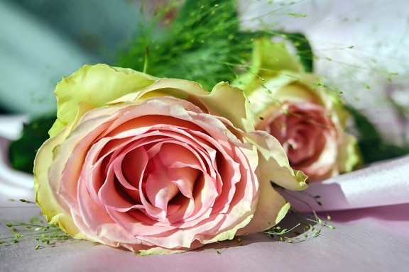 цветок, Роза, Лепесток, розовый, листья, макро