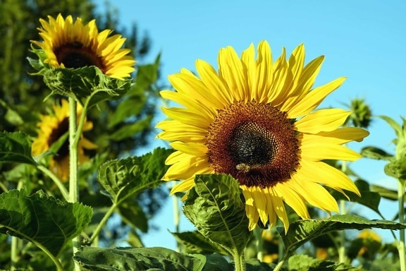 Sommer, Flora, Pollen, Sonnenblume, Blume, Natur, Blatt, Feld