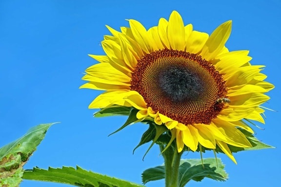 Flora, alam, daun, musim panas, bunga, bunga matahari, bidang, pertanian