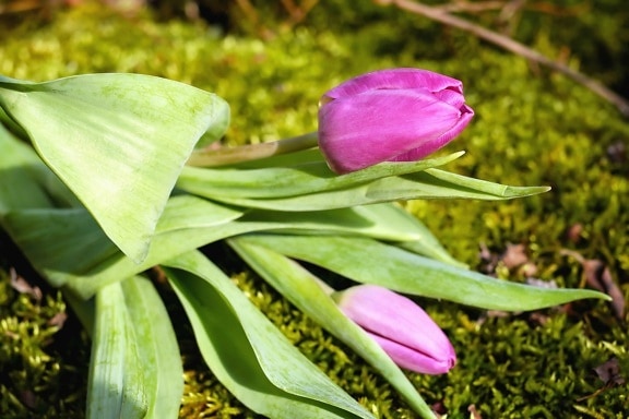 Tulipan, liść, natura, flora, kwiat, roślin ogrodowych, piękne, lato,