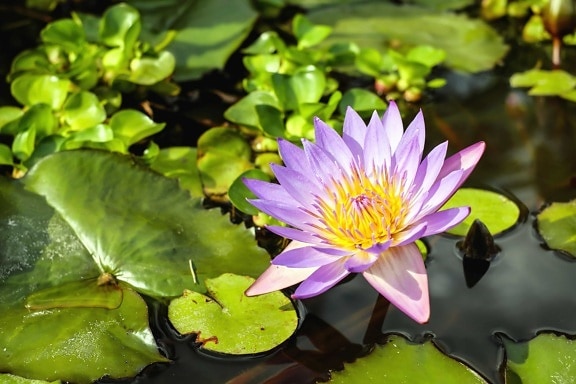 waterlily, leaf, nature, flora, lotus, aquatic, flower, water lily