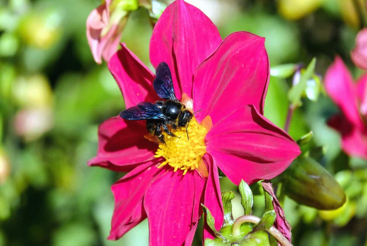 abeille, l’été, nature, nectar, macro, fleur, feuilles, insectes, pollen