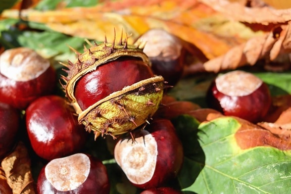 leaf, nature, food, Castanea sativa, chestnut, seed, autumn